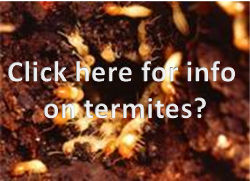 Termite Control Philippines