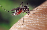 Aedes aegypti by Anjo de Batalha